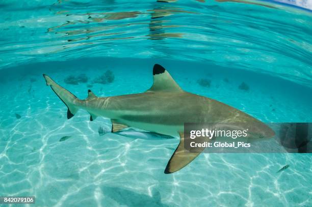 blacktip shark (carcharhinus limbatus) - pacific double saddle butterflyfish stock pictures, royalty-free photos & images