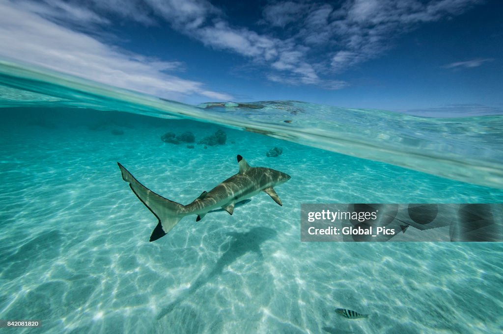 French Polynesia - South Pacific Ocean