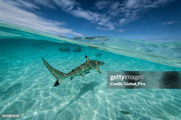french polynesia - south pacific ocean - caribbean reef shark stock pictures, royalty-free photos & images