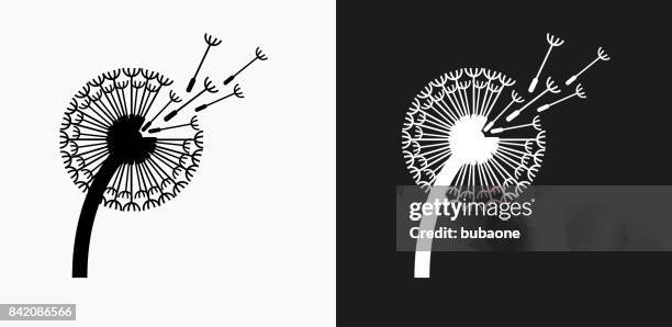 ilustraciones, imágenes clip art, dibujos animados e iconos de stock de diente de león icono en blanco y negro vector fondos - diente de león