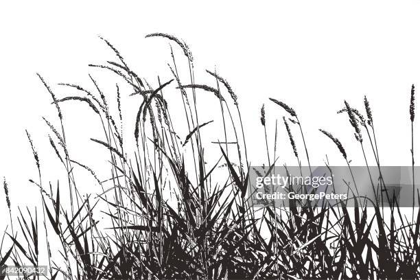 bildbanksillustrationer, clip art samt tecknat material och ikoner med silhouette illustration av gräsväxter med frön - vass gräsfamiljen