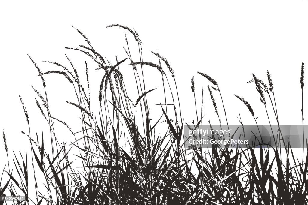 Silhouette illustration of grass plants with seeds