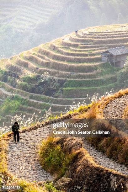 rice terraces in autumn - longji tetian stock-fotos und bilder