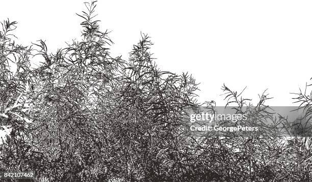 bushes, branches and leaves - marsh stock illustrations