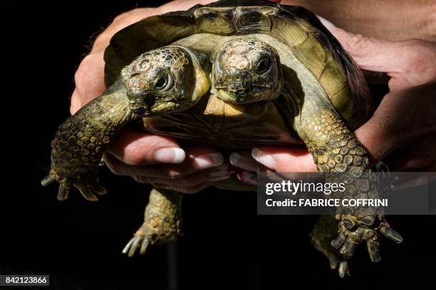 Janus, the Geneva Museum of Natural History's two-headed Greek tortoise, is photographed on the day of its 20th birthday, on September 3 in Geneva. -...