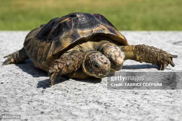 Janus, the Geneva Museum of Natural History's two-headed Greek tortoise, is photographed on the day of its 20th birthday, on September 3 in Geneva. -...