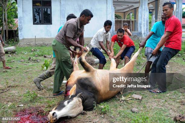 Muslim peoples slaughter sacrificial animals during Idul Adha celebrations or known as sacrificial festivals on September 03, 2017 in Aceh,...