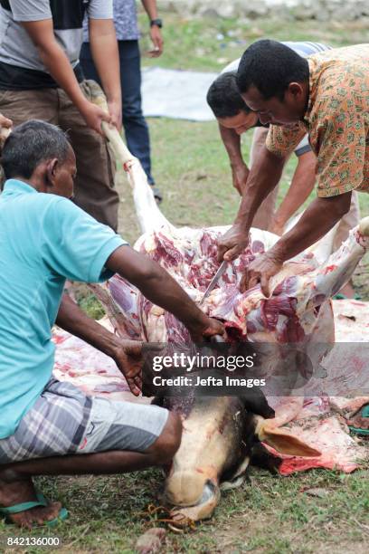 Muslim peoples slaughter sacrificial animals during Idul Adha celebrations or known as sacrificial festivals on September 03, 2017 in Aceh,...