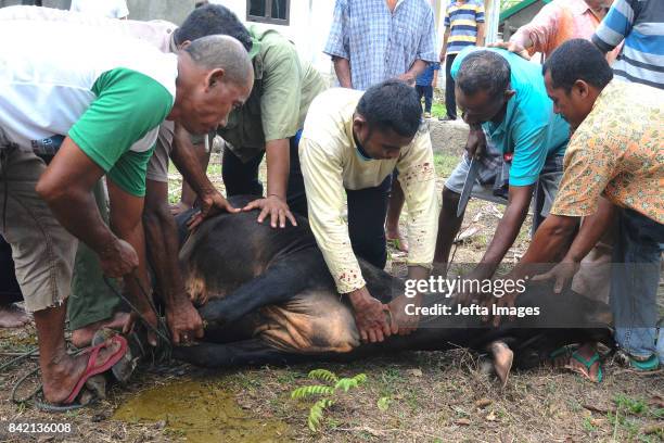 Muslim peoples slaughter sacrificial animals during Idul Adha celebrations or known as sacrificial festivals on September 03, 2017 in Aceh,...