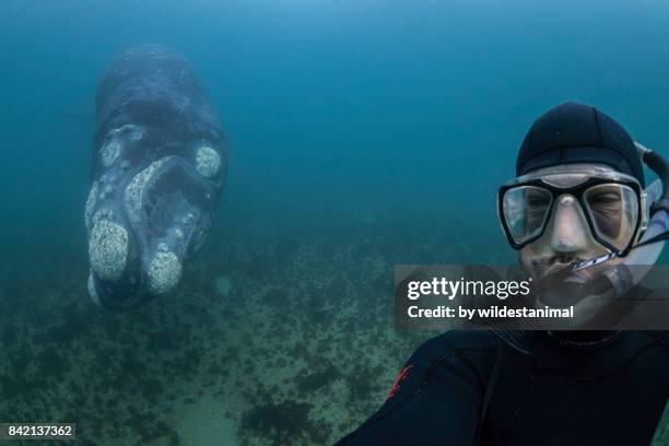 diver taking a selfie with a southern right whale looking on in the background, valdez peninsula, patagonia, argentina. - animal selfies 個照片及圖片檔