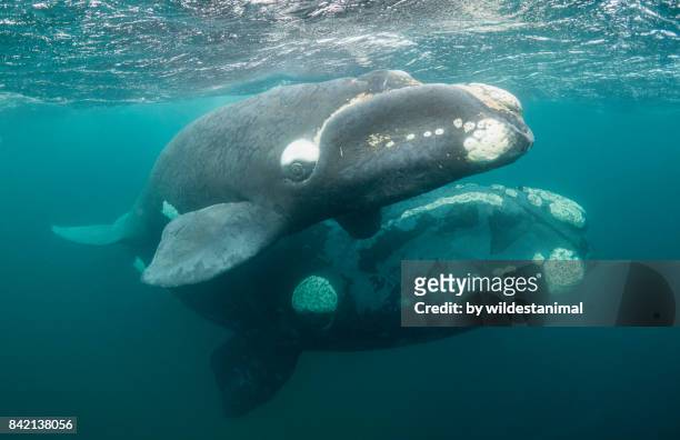 close up view of a curious southern right whale calf and it's mother, puerto piramides, argentina. - right whale stock pictures, royalty-free photos & images