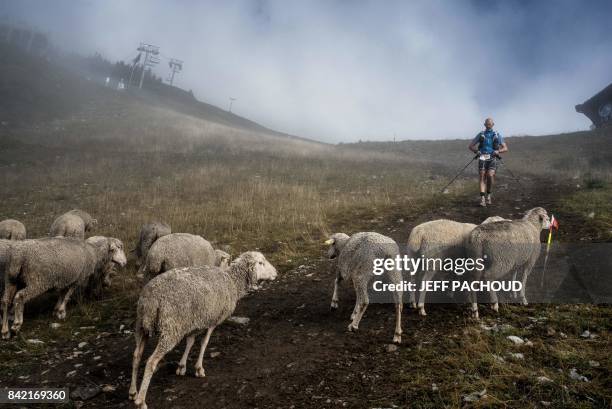 An Ultra-trailer walks towards sheeps in La Flegere path on September 3, 2017 near Chamonix, as he competes during the 15th edition of the Mount...