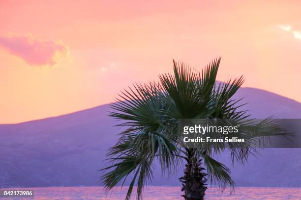 silhouette of a palm tree at sunset, with dramatic sky - saturated color stock-fotos und bilder