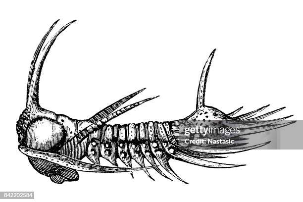 trilobiten - arges armatus - cambrian stock-grafiken, -clipart, -cartoons und -symbole