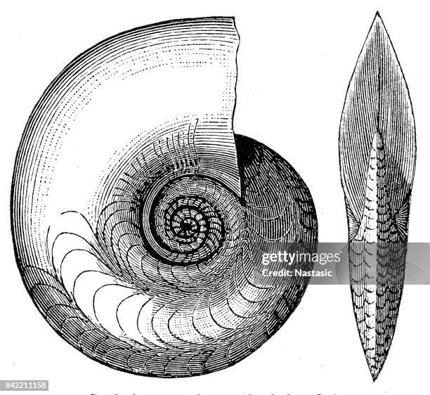 kopffüßer fossilen - sea urchin stock-grafiken, -clipart, -cartoons und -symbole