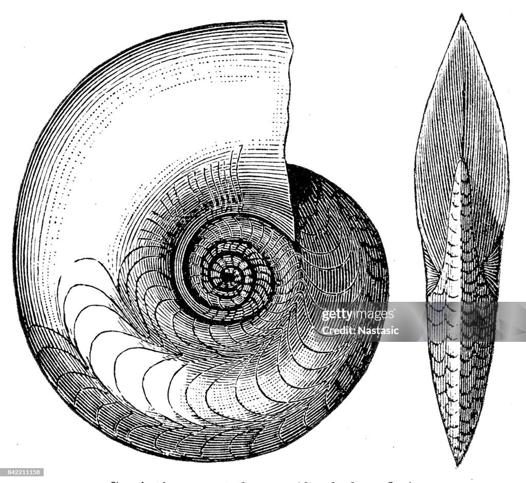 Cephalopod fossil