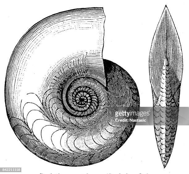 cephalopod fossil - escargot stock illustrations