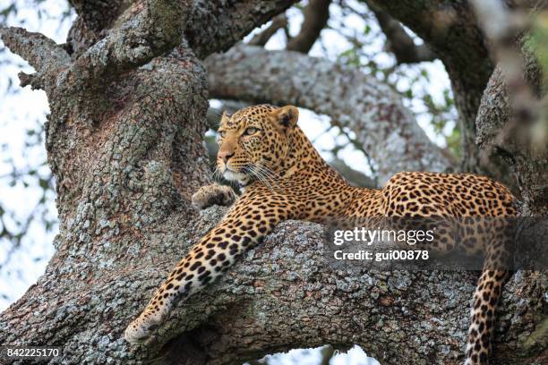 léopard dans le parc national de serengeti - african leopard photos et images de collection