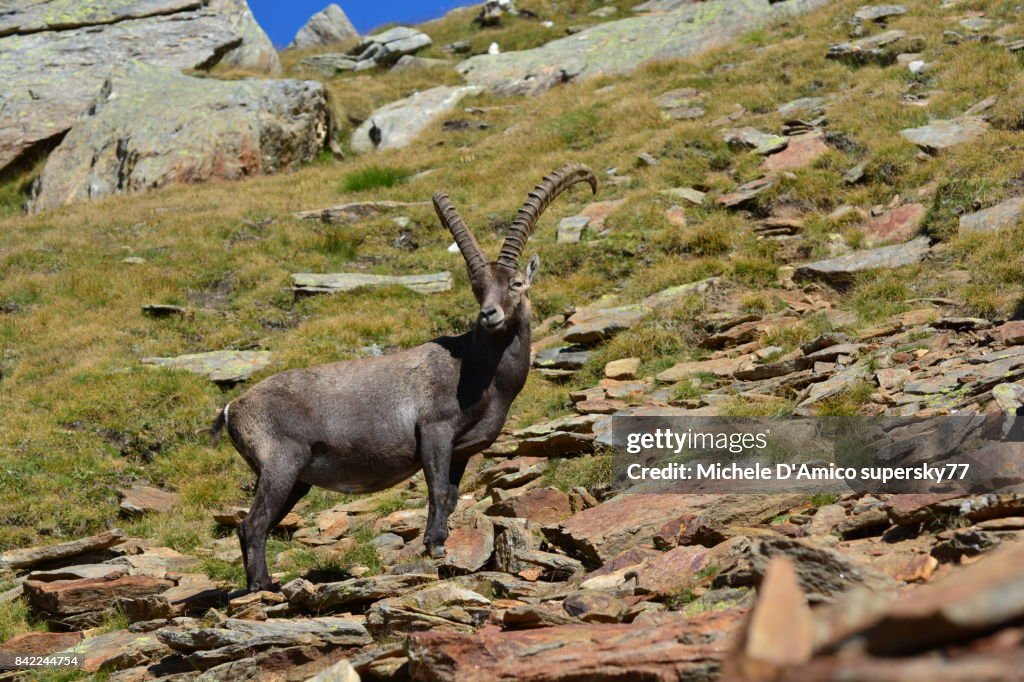 Lonely mighty male Alpine ibex