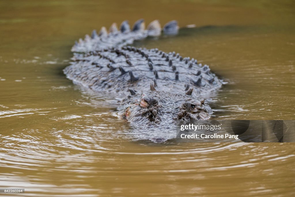 Saltwater crocodile.