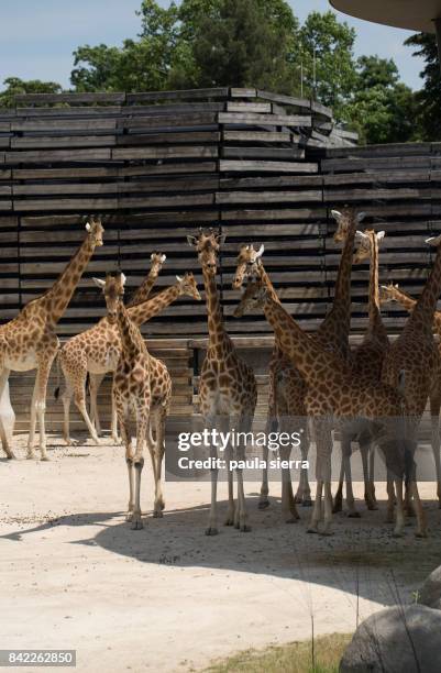giraffes - parc zoologique de paris stockfoto's en -beelden