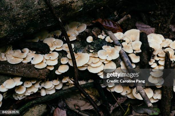 wild poisonous mushrooms. - mushroom coral stock pictures, royalty-free photos & images