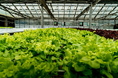 Green lettuce in hydrophonic farm