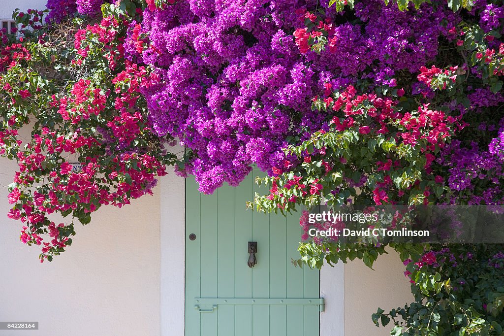 Door shaded by bougainvillea, Porquerolles, France