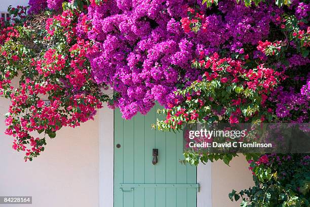 door shaded by bougainvillea, porquerolles, france - bougainvillea plant stock pictures, royalty-free photos & images