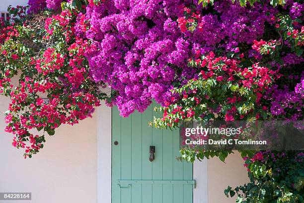 door shaded by bougainvillea, porquerolles, france - bright beautiful flowers 個照片及圖片檔
