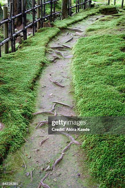 a path in moss garden - akira lane ストックフォトと画像