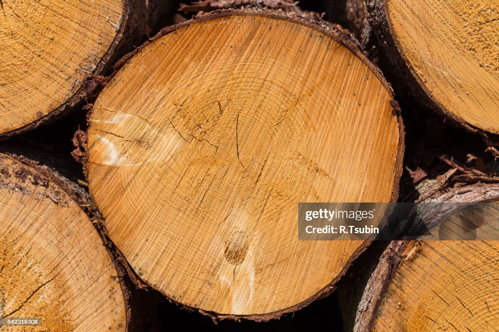 Wood logs close up texture