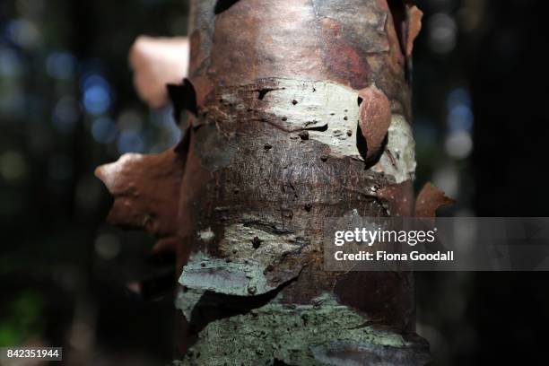 Healthy Kauri tree trunks at Huia in the Waitakere Ranges Regional Park on September 4, 2017 in Auckland, New Zealand. The Waitakere Ranges Regional...