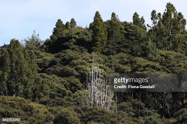 Dead Kauri among the forest at Huia in the Waitakere Ranges Regional Park on September 4, 2017 in Auckland, New Zealand. The Waitakere Ranges...