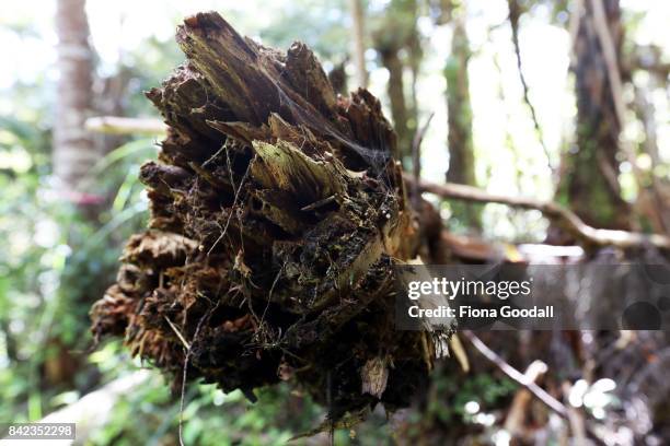 Dead Kauri at Huia in the Waitakere Ranges Regional Park on September 4, 2017 in Auckland, New Zealand. The Waitakere Ranges Regional Park is now the...