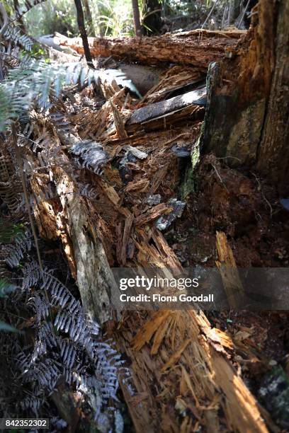 Dead Kauri at Huia in the Waitakere Ranges Regional Park on September 4, 2017 in Auckland, New Zealand. The Waitakere Ranges Regional Park is now the...