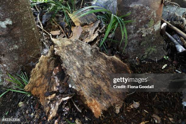 Dead Kauri at Huia in the Waitakere Ranges Regional Park on September 4, 2017 in Auckland, New Zealand. The Waitakere Ranges Regional Park is now the...