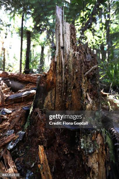 Dead Kauri at Huia in the Waitakere Ranges Regional Park on September 4, 2017 in Auckland, New Zealand. The Waitakere Ranges Regional Park is now the...