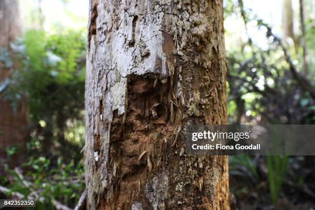 Dead Kauri at Huia in the Waitakere Ranges Regional Park on September 4, 2017 in Auckland, New Zealand. The Waitakere Ranges Regional Park is now the...