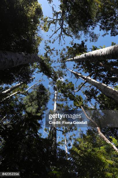 Diseased and dying Kauri at Huia in the Waitakere Ranges Regional Park on September 4, 2017 in Auckland, New Zealand. The Waitakere Ranges Regional...