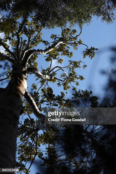 Diseased and dying Kauri at Huia in the Waitakere Ranges Regional Park on September 4, 2017 in Auckland, New Zealand. The Waitakere Ranges Regional...