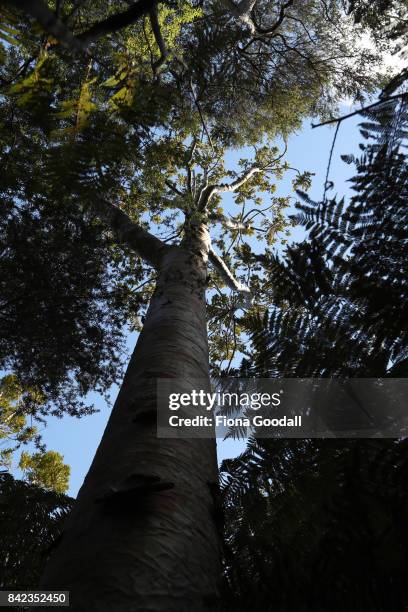 Diseased and dying Kauri at Huia in the Waitakere Ranges Regional Park on September 4, 2017 in Auckland, New Zealand. The Waitakere Ranges Regional...