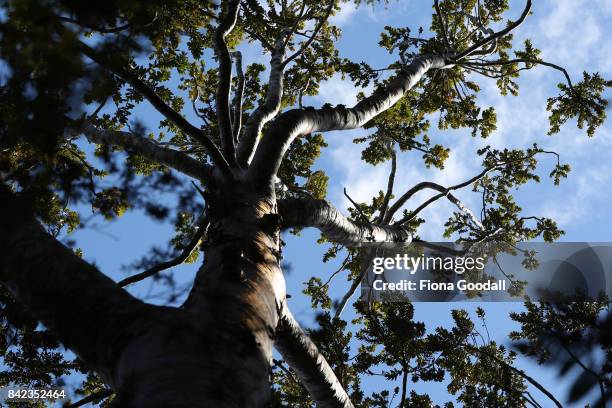 Diseased and dying Kauri at Huia in the Waitakere Ranges Regional Park on September 4, 2017 in Auckland, New Zealand. The Waitakere Ranges Regional...