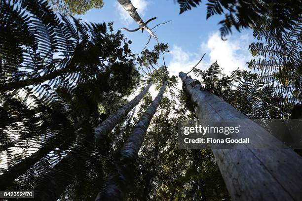 Diseased and dying Kauri at Huia in the Waitakere Ranges Regional Park on September 4, 2017 in Auckland, New Zealand. The Waitakere Ranges Regional...