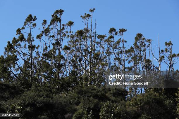 Diseased and dying Kauri trees above the Lower Huia Reservoir in the Waitakere Ranges Regional Park on September 4, 2017 in Auckland, New Zealand....