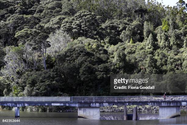 Diseased and dying Kauri trees above the Lower Huia Reservoir in the Waitakere Ranges Regional Park on September 4, 2017 in Auckland, New Zealand....