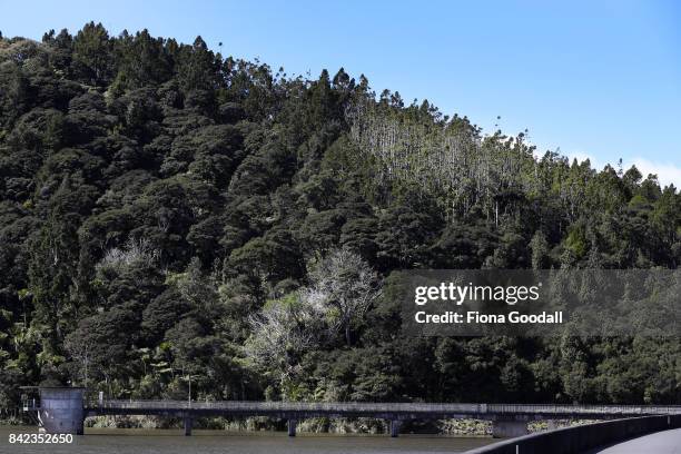 Diseased and dying Kauri trees above the Lower Huia Reservoir in the Waitakere Ranges Regional Park on September 4, 2017 in Auckland, New Zealand....