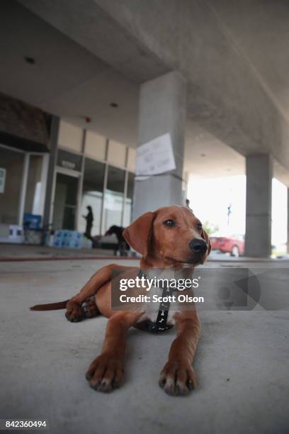 Dog rescued from floodwater waits to be transferred to a shelter after torrential rains pounded Southeast Texas following Hurricane and Tropical...