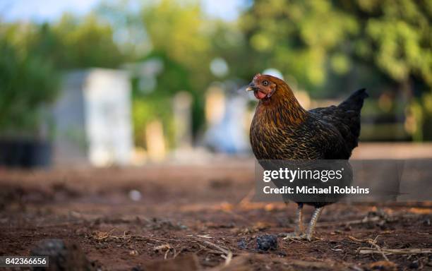 black speckled hen - vogelpestvirus stockfoto's en -beelden