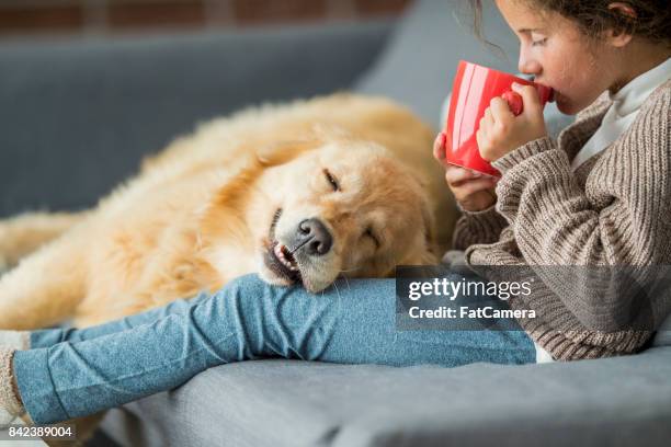 comfortable - golden retriever imagens e fotografias de stock